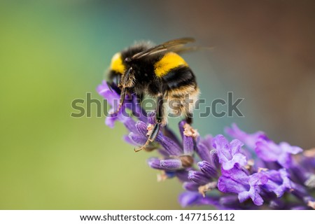 Bumblebee feeding from a lavender