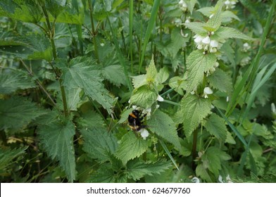 Bumblebee Feeding From A Nettle Flower