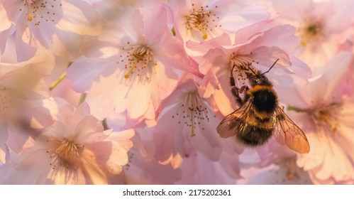 Bumblebee Feeding On Apple Blossom In Spring. UK Nature Scene.