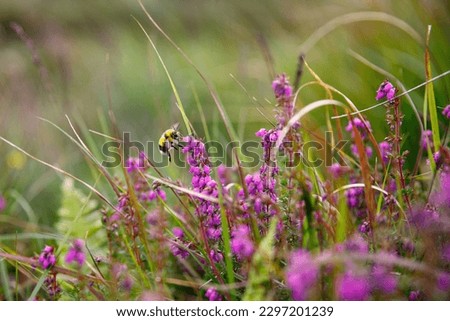 Similar – Hummel auf einer vom Sonnenlicht beleuchteten Wiese, um Nektar zu sammeln. Sonnenuntergang, warmes Licht