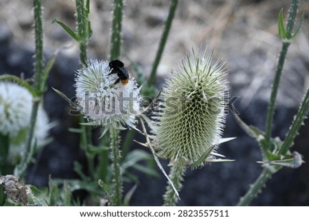 Bumblebee feeding on cutleaf teasel in summer