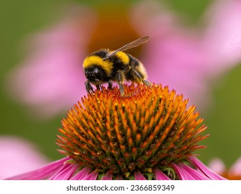 Bumblebee Feeding on a Echinacea - Shutterstock ID 2366859349