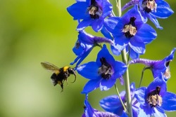 Bumblebee Flies To The Blue Delphinium