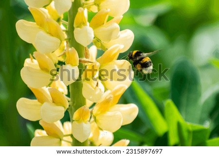 A bumblebee flies up to a lupine flower,macro shot, selective focus. Summer garden with flowering plants and insects. Beneficial insects pollinate flowers and collect nectar. 