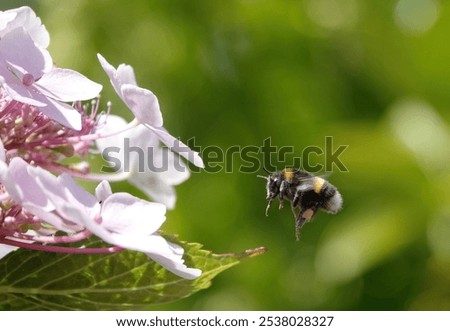 A bumblebee in flight approaching hydrangea flowers in a garden against a defocused green background.