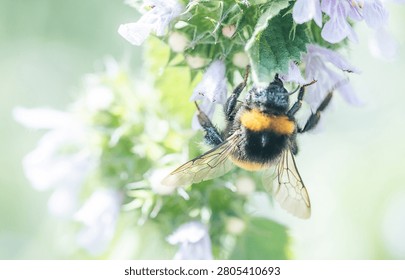 A bumblebee flits between delicate purple flowers, collecting golden pollen under the warm sun. The lush foliage adds to the beauty of a perfect summer day.