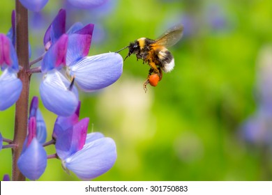 Bumblebee Flying