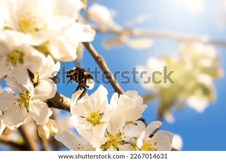 Bumblebee flying close to branch with white apple flowers in spring garden on blue sky background.
Card with blooming buds closeup