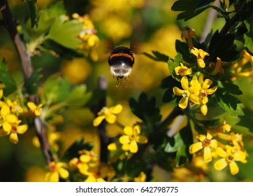 Bumblebee Flying  Near Yellow Flower At The Garden