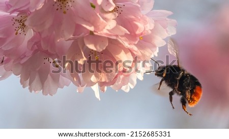 Bumblebee flying towards apple blossom in spring. UK nature scene. 