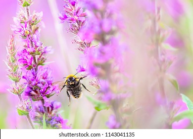 Bumblebee Flying Towards Camera Among Pink Flowers On Summer Meadow.Insect In Flight.Stunning British Wildlife.Vibrant Colors Of Nature.Blurred Background, Selective Focus.Pollinator In Flight.