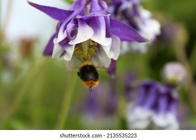 A bumblebee flying to a violet aquilegia, blurred natural background. Selective focus, selective unfocused. High quality photo