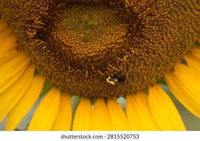 Bumblebee foraging for pollen and nectar on the central disk of a yellow sunflower in an outdoor growing field.