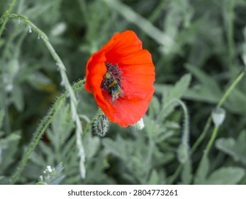 Bumblebee gathering pollen inside a vibrant red poppy flower in a green field.
