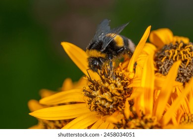 Bumblebee gathering pollen with yellow ragwort flower macro photography on a summer sunny day. Close-up photo of a bee sitting on a yellow leopardplant flower in summertime - Powered by Shutterstock