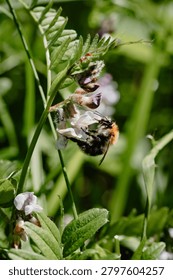 Bumblebee hanging upside down on a vetch flower