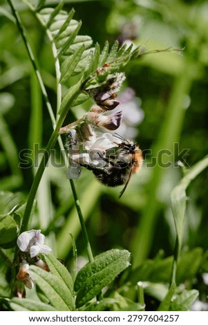 Bumblebee hanging upside down on a vetch flower