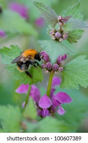 The bumble-bee has touched  down on the leaf of plant with bright violet-pink flowers.This is  Red Deadnettle, Purple Deadnettle, or Purple Archangel (Lamium purpureum), native to Europe and Asia.