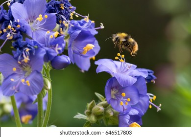 Bumblebee Hovering Near Flower