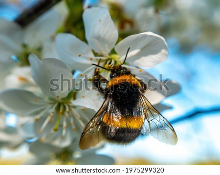 Bumblebee insect on white blooming cherry blossom. Bumblebee insect. The family of bees. Blossoming of whiskey. White flower. The Cherry Orchard. Pollination of trees. Nectar. Animal world.
