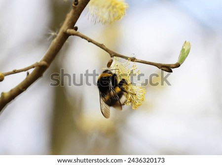 Bumblebee insect on a willow catkin. Selective focus.
