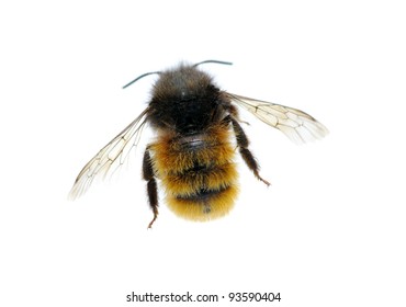 Bumblebee Isolated On The White