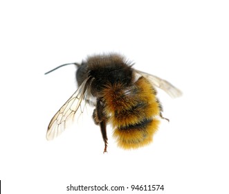 Bumblebee Isolated On The White