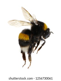 Bumblebee Isolated On The White Background