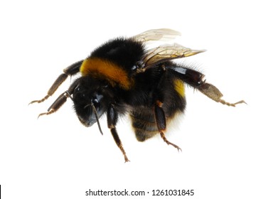 Bumblebee Isolated On The White Background