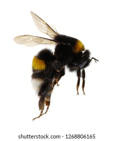 Bumblebee Isolated On The White Background