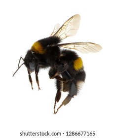 Bumblebee Isolated On The White Background