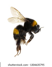 Bumblebee Isolated On The White Background