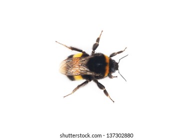 Bumblebee Isolated On The White Background