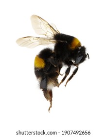 Bumblebee Isolated On The White Background