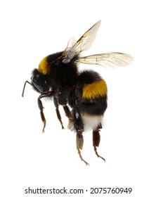 Bumblebee Isolated On The White Background