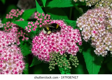 Japanese Spirea High Res Stock Images Shutterstock