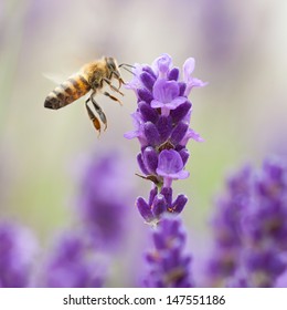 Bumblebee lavender flower