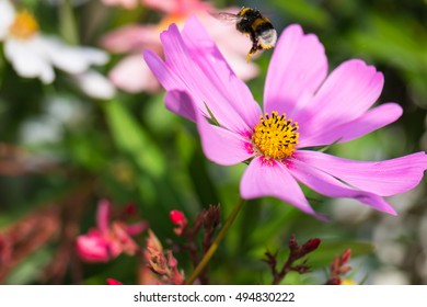 Short Haired Bumblebee Images Stock Photos Vectors Shutterstock