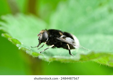 Bumblebee look- a- like hoverfly  (Eristalis intricaria).