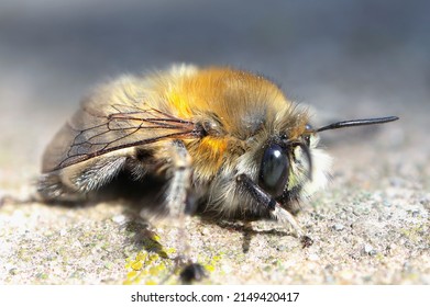 Bumblebee Macro Photo. First Spring Bumblebee