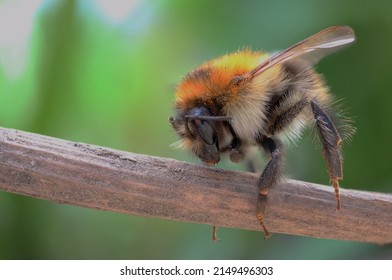 Bumblebee Macro Photo. First Spring Bumblebee