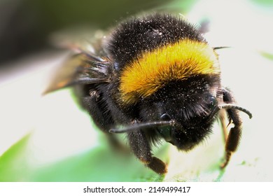 Bumblebee Macro Photo. First Spring Bumblebee