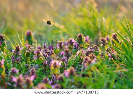 Similar – Hummel auf einer vom Sonnenlicht beleuchteten Wiese, um Nektar zu sammeln. Sonnenuntergang, warmes Licht