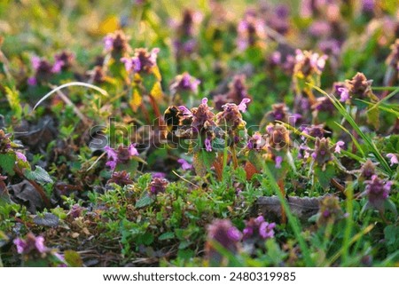 Similar – Hummel auf einer vom Sonnenlicht beleuchteten Wiese, um Nektar zu sammeln. Sonnenuntergang, warmes Licht