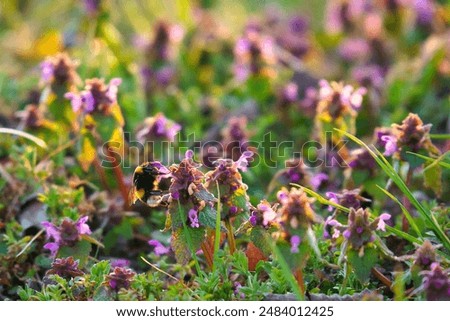 Hummel auf einer vom Sonnenlicht beleuchteten Wiese, um Nektar zu sammeln. Sonnenuntergang, warmes Licht