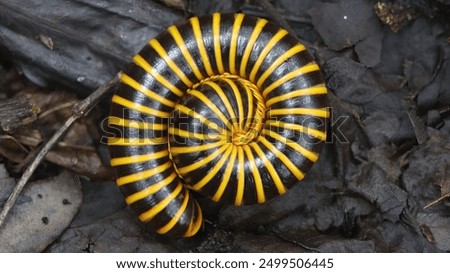 Bumblebee Millipede rounded in a defensive posture, Guatemala