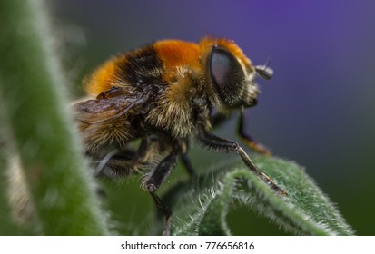 A bumblebee mimic hoverfly, Greater Bulb Fly  - Merodon equestris 