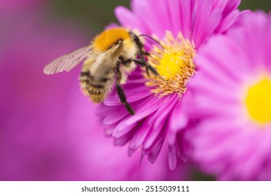 Bumblebee on an aster flower, close-up bumblebee, bumblebee looking for nectar, aster and bumblebee, pink flowers and insect - Powered by Shutterstock