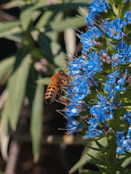 Bumblebee On Blue Flowers, Honey Bee Bombus Terrestris On Echium Candicans Or Pride Of Madeira Flower. 
