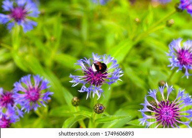 Bumblebee On Cornflower In Meadow. Non Urban Scene.